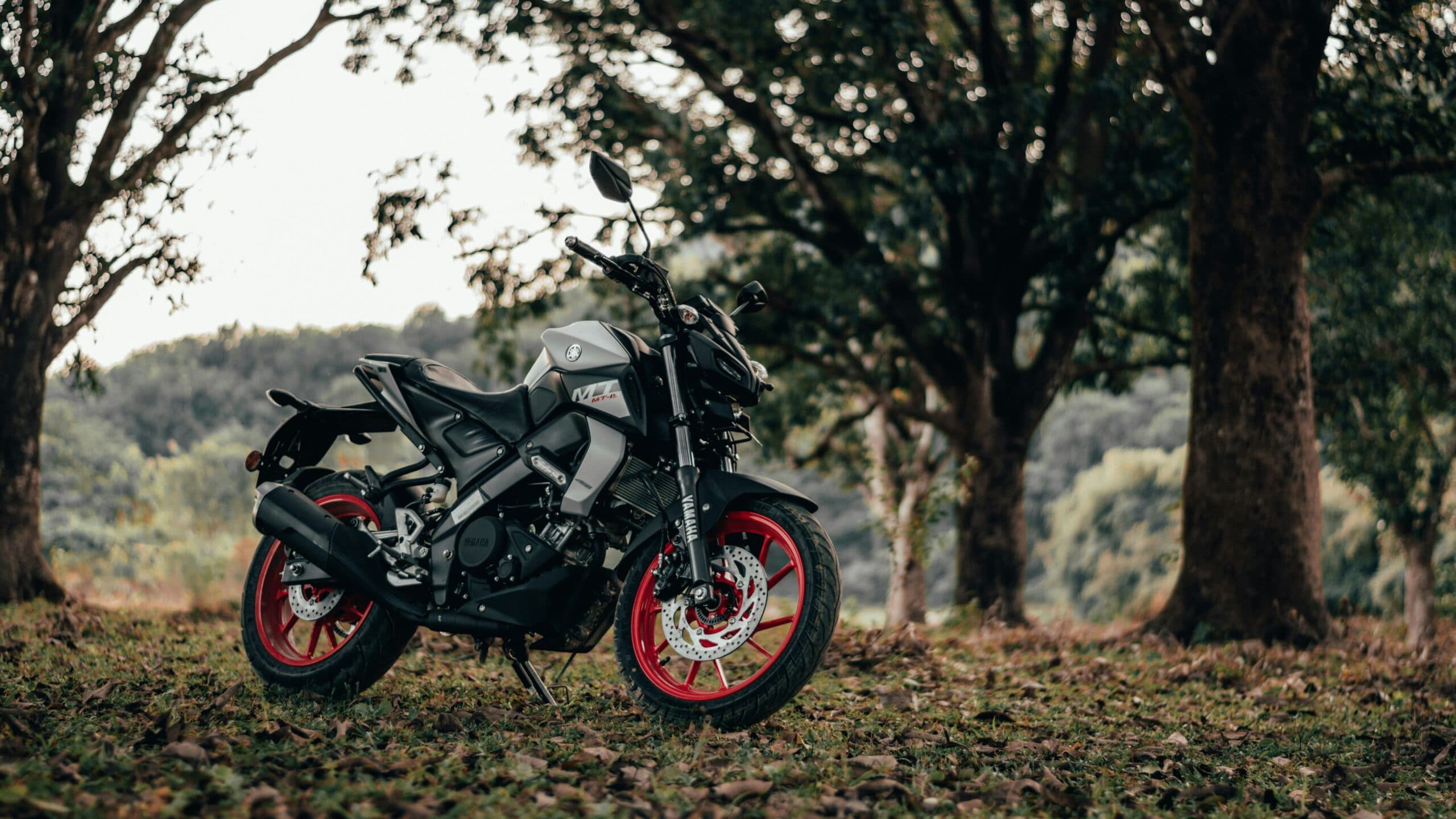Moto em paisagem de árvores