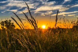 Como funciona o auxílio emergencial para agricultores?