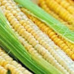 Exportação do milho cresce. O preço subirá como o do arroz?
