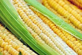 Exportação do milho cresce. O preço subirá como o do arroz?