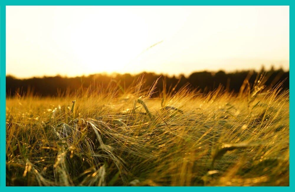 Empréstimo para agricultura: como funciona?