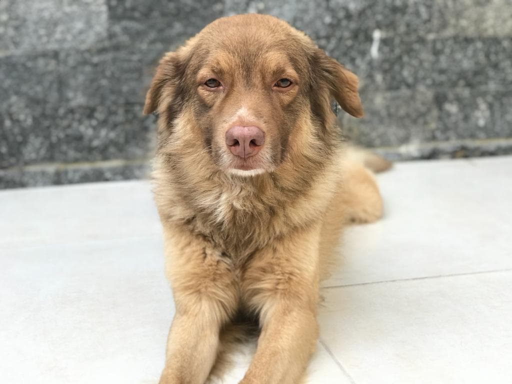 Pet: veja os melhores sites para comprar itens para seu animal de estimação