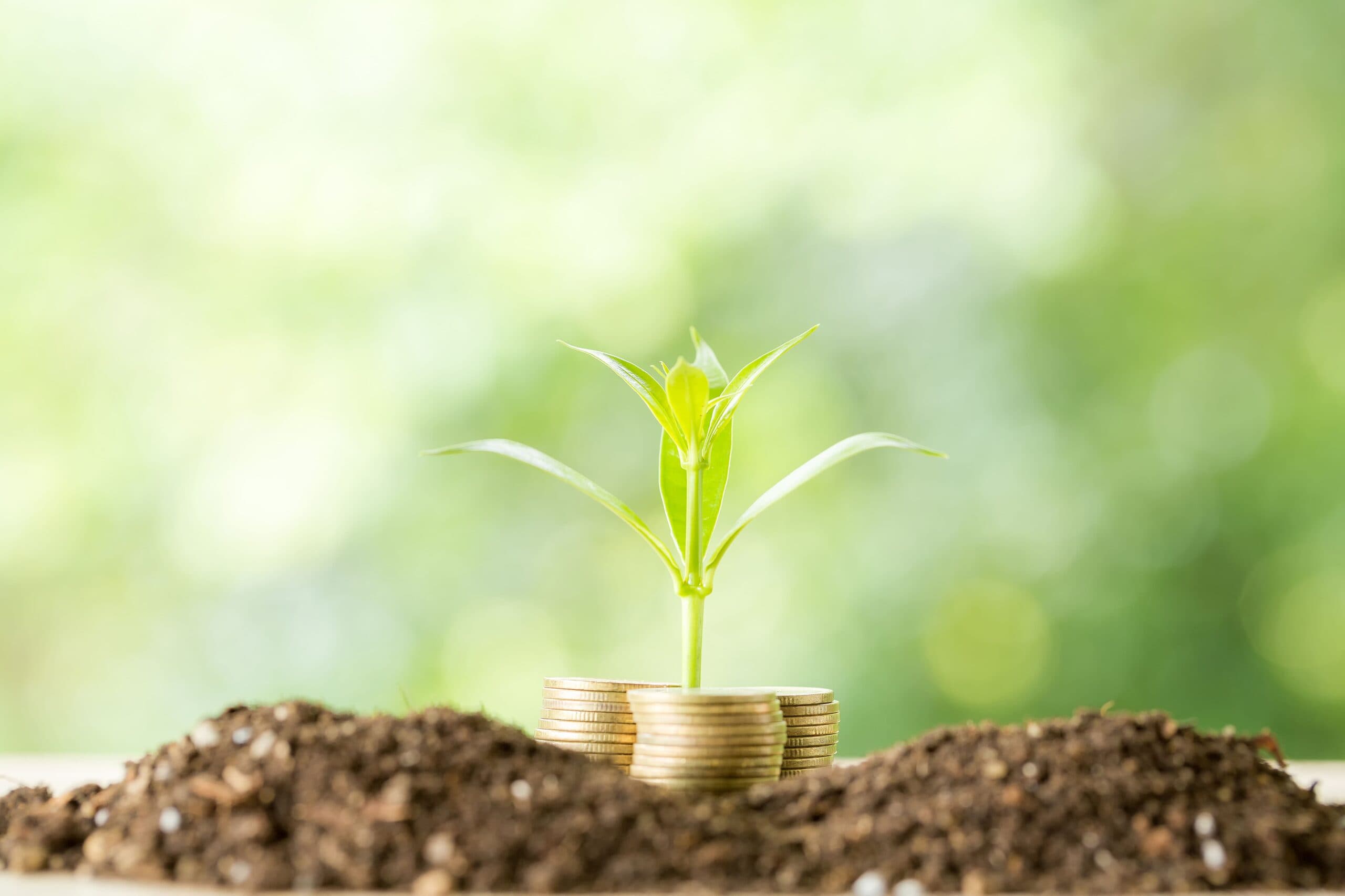 moedas plantadas (crédito verde)