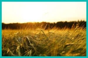 Empréstimo para agricultura: como funciona? Empréstimo para agricultura: como funciona?